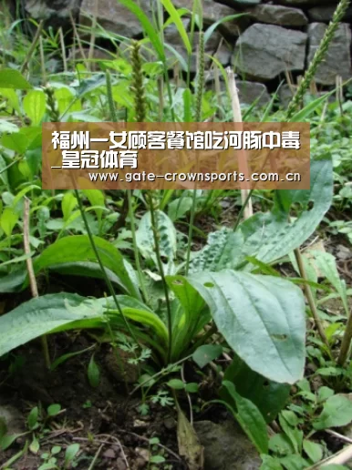 皇冠体育